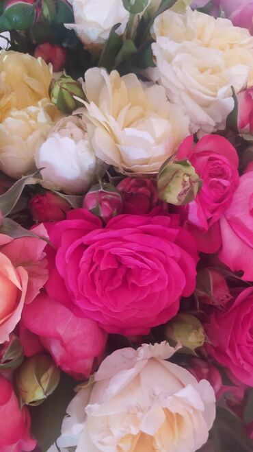 Садовые цветы и кустарники: Садовые розы — срезочные и для посадки Описание: - Разновидности — 14