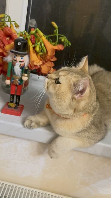 Pişiklər: Qızıl şinşilla, Erkək, Cütləşmə üçün, Pulsuz çatdırılma, Ödənişli çatdırılma, Rayonlara çatdırılma — 7