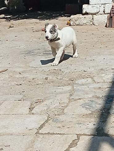 Balaca it balası – ağ tüklü, qulaqlarında və göz ətrafında boz-çəpgöz lalafo.az -da Balaca it balası – ağ tüklü, qulaqlarında və göz ətrafında boz-çəpgöz