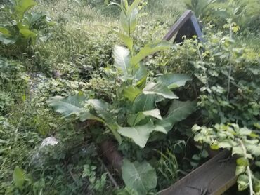 Pres bağlayanlar: Şəkildəki aqreqatlar hamısı satılır traktor qarışıq işlədən olmadığı — 9