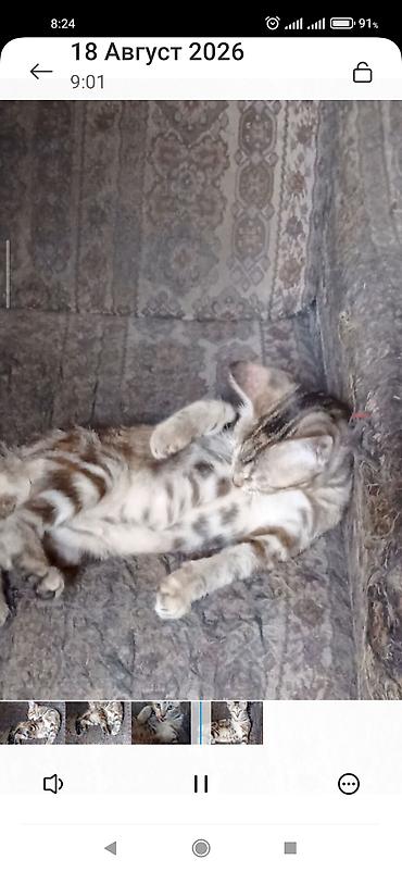 кошка в оше: Скотиш Страйт (Шотландская прямоухая), 3 месяца, Девочка — 8