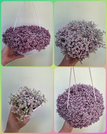 куплю аквариум с рыбками: Каллизия «Розовая пантера» — ампельное комнатное растение с плотными