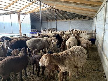 Баран, овца: Продаю | Овца (самка) | Для разведения | Матка — 8