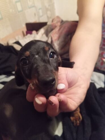 Продажа собак: Такса, 2 месяца, Самка, С прививкой — 5