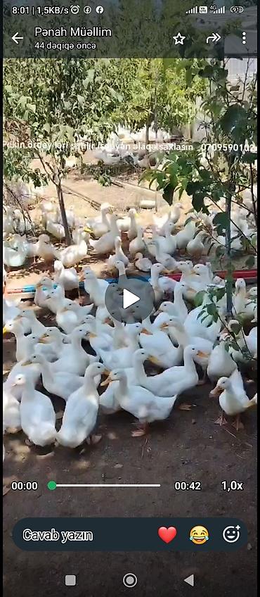 çardaq quşun yuvası: Ördəklər satılır 12Aze — 2