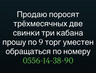 корова молоко литор 10: Продаю | Поросенок | Для разведения