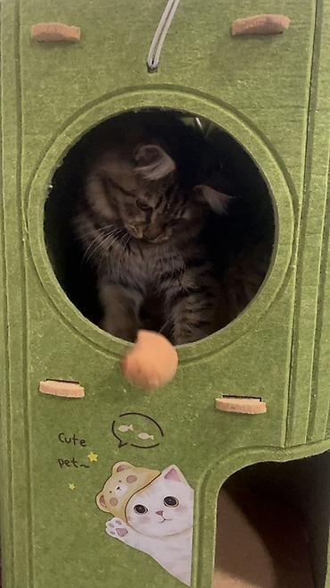 cat sofa: Кошка даром: Беспородная, 6 месяцев, Девочка, Приучена к лотку — 3