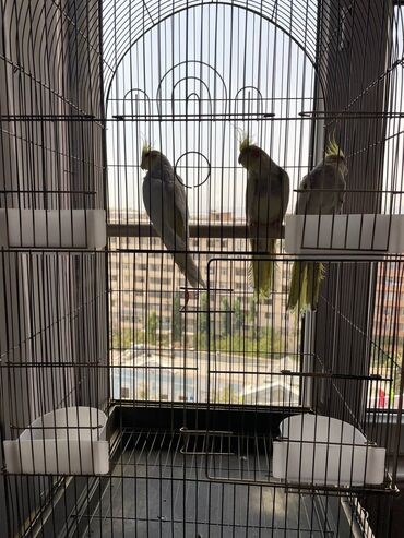 Qəfəslər: Salamlar quşlar şatılir hamısı idyal vəziyyətdədirlər .vitaminləri35 — 5