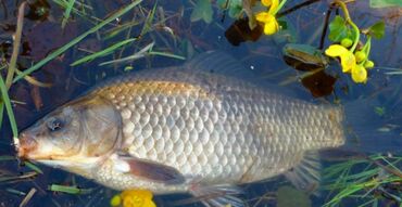 Рыба и морепродукты: Свежий — 6