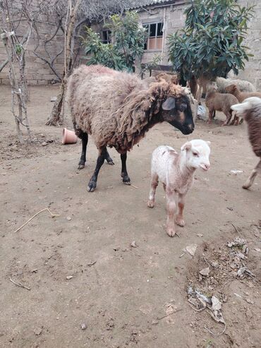 Qoyunlar, qoçlar: Məhsul: Qoyun və quzular Qoyun balası ilə satılır cəm 13 qoyun 13 — 6