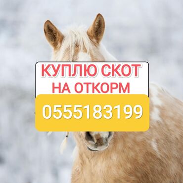 продам курей: Куплю | Коровы, быки, Лошади, кони, Другие с/х животные | Круглосуточно, Любое состояние, Забитый