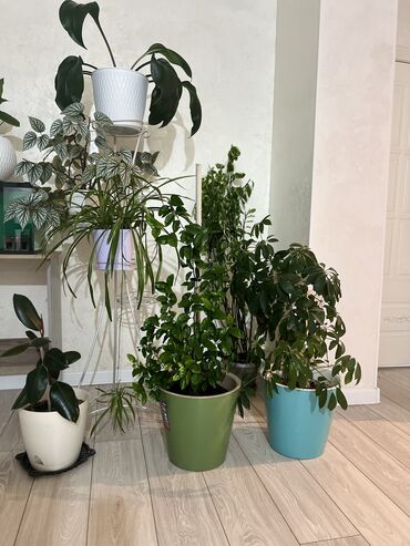 комнатные растения цена: Цена договорная