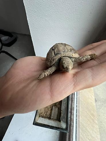 akvarium zavod istehsalı: Quru Tısbağası🐢 və qabı ilə satılır tısbağa təmiz heyvandır əl — 3