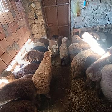 Qoyunlar, qoçlar: Salam aleyküm quzlar 220 mantdan 350 manata kimi qiymeti deyişir — 4