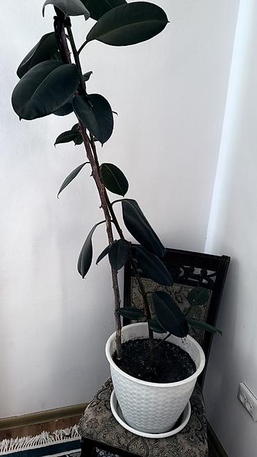 вазы для цветы: Фикус эластика (Ficus elastica) в горшке. - Крупные глянцевые — 2