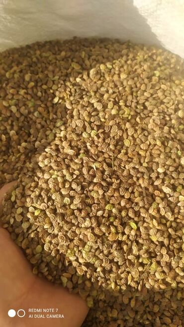 Корма для с/х животных: Эспарцет урук сатылат — 9