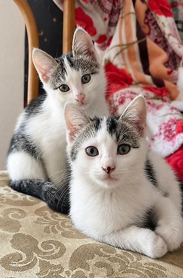 үй жаныбарлары: Котята, домашние, короткошёрстные, окраса белый с серо‑чёрными пятнами — 2