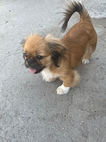 shih tzu stenci: Shi-tsu — 9