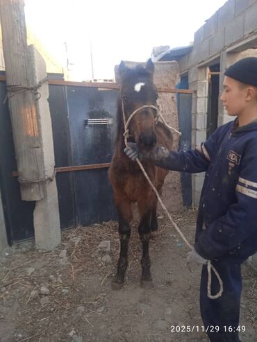 Лошади, кони: Продаю | Жеребенок | Рабочий — 9