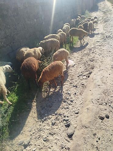 coban iti satışı: Qoyun sürüsü satılır. 27 quzudu biri 225 lə - Növ: yerli ətlik/südlük — 3