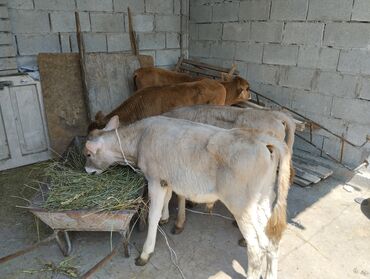 купить корову в бишкеке: Продается четыре бычки породистые Возраст 2-2'5месяц корм сена кушает