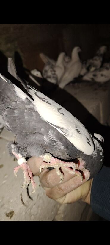 Göyərçinlər: Quşlar satılır kom 3 m üsd üsdə çoxsu çütdü tam sağlam heyvanlardı 30 — 5