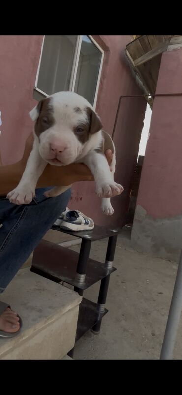 qiz it adlari: Pitbul, 1 ay, Dişi, Peyvəndli, Ünvandan götürmə