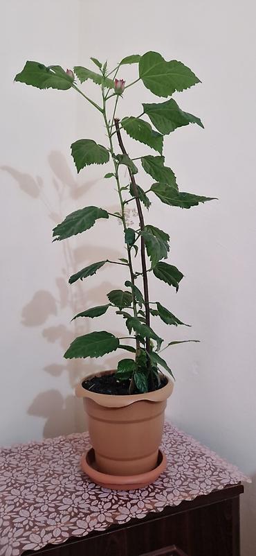 diffenbaxiya bitkisi: Qırmızı güllü ev hibiskusu (Çin qızılgülü) – saksıda - Bitki növü — 5
