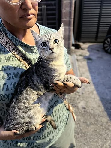 котёнок бесплатно: Кошка даром: Беспородная, 4 месяца, Девочка — 3