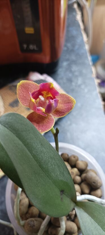 орхидея цветы цена: Орхидея мини Tying Shin Cupid Peloric арома