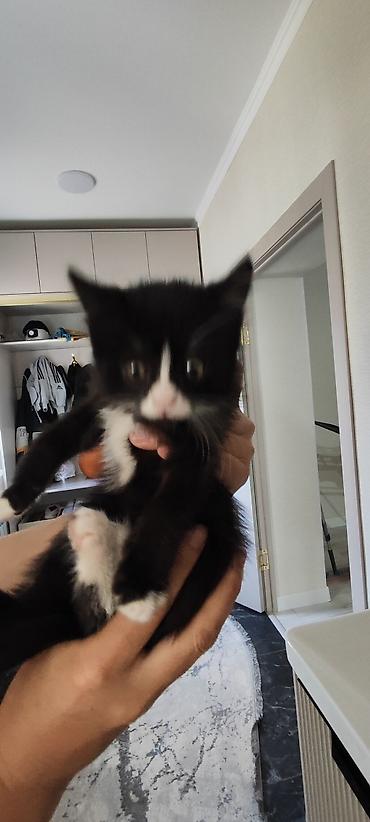 Продажа кошек: Отдам котёнка в добрые руки 🐾 Девочка, 3 месяца. Очень умная, ласковая — 2