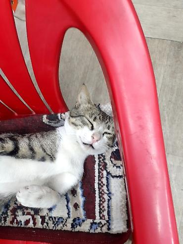 кошка купить бишкек: 2 года, Мальчик — 4