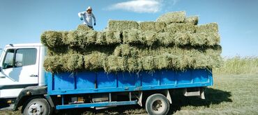 кара балта животные: Продаю тюки есть все виды есть доставка договоримся #тюк #кастра