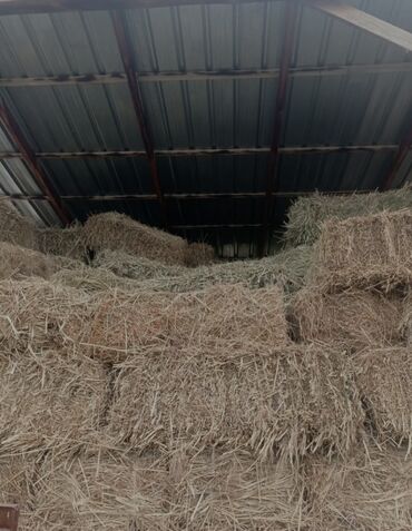 бишкек тай: Сено в тюках! под покровный 2 укос ! в наличии 120 тюков