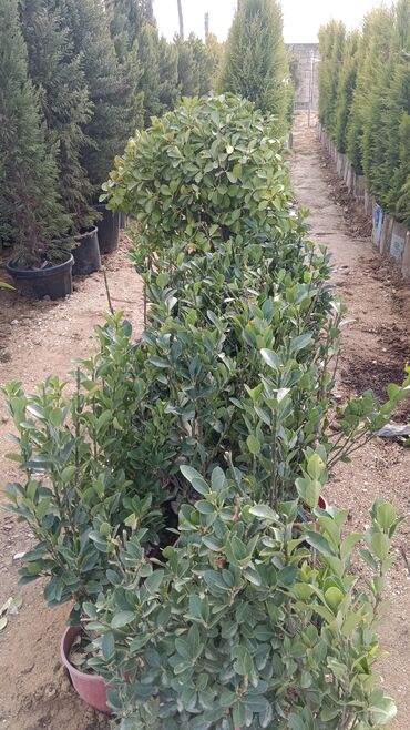 Şitillər: Dekarativ agaclarin satisi — 4