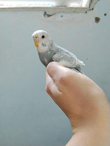 oğlan papuqay adlari: Dalmatin və rəngarəng dalğalı (muhabbet) papağanlar - Növ: Dalğalı — 7