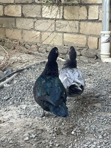 Коровы, быки: Lal ördəkdilər zümrüdü kül rəngi 5 6 aylıqdılar