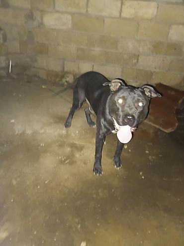 gencede itler: Pitbul, 1 il, Erkək, Peyvəndli — 6