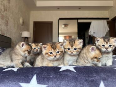 menks cinsi pişik: Qızıl şinşilla, Erkək, Dişi, Yaxşı əllərə, Ünvandan götürmə, Pulsuz çatdırılma, Ödənişli çatdırılma