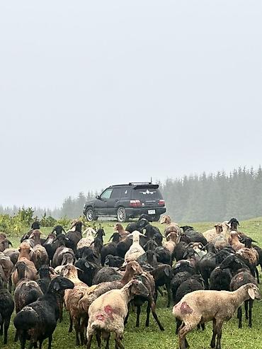 daewoo mazda: Subaru Forester: 2000 г., 2 л, Автомат, Бензин, Универсал — 10