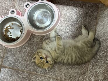 Pişiklər: Britan — 10