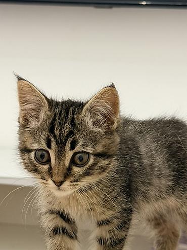 Продажа кошек: Котёнок тигровой окраски Симба, мальчик Возраст 1.5 месяца — 5