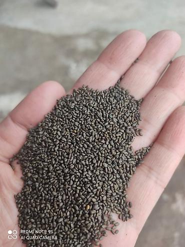 Другие зерновые культуры: Бедэ урук сатылат,Жогорку сорт,тап — 8