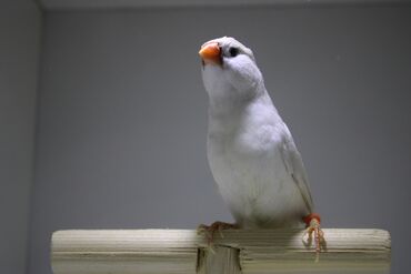 Amadinlər: Amadin quslari saglam ve hazir quslardir. cüt veya tek satilir. qiymet — 10