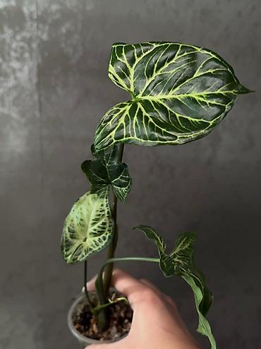 Другие комнатные растения: Добрый день! В продаже комнатные растения: Сингониумы - конфетти — 10