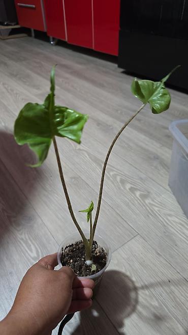 Бөлмө өсүмдүктөрү: Алоказии, много видов, цены от 200 до 3000 — 6