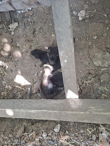 İtlər: 1 ay, Ünvandan götürmə — 1