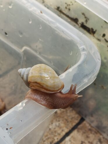 Другие животные: Продаю улиток Ахатинцев, . для использования косметических процедур — 14