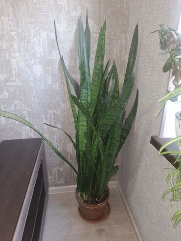 Другие комнатные растения: Продаю большой цветок идеально для офиса