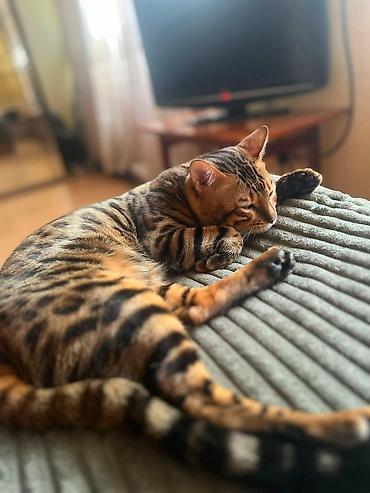 Pişiklər: Benqal, Erkək — 2